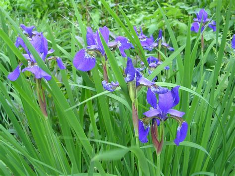 How to Grow: Iris- Growing and Caring for Iris Plants