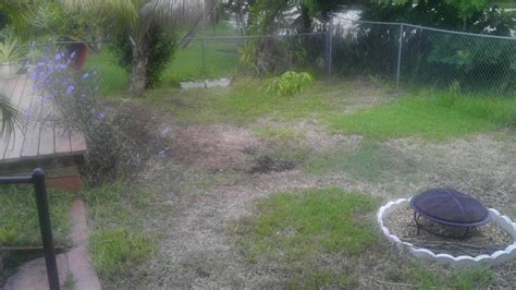 grass - Can my lawn be saved or is it time to dig it up and re-sod ...