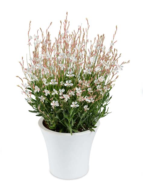 Grace™ Haze: Gaura Lindheimeri Varieties - Perennials | Danziger