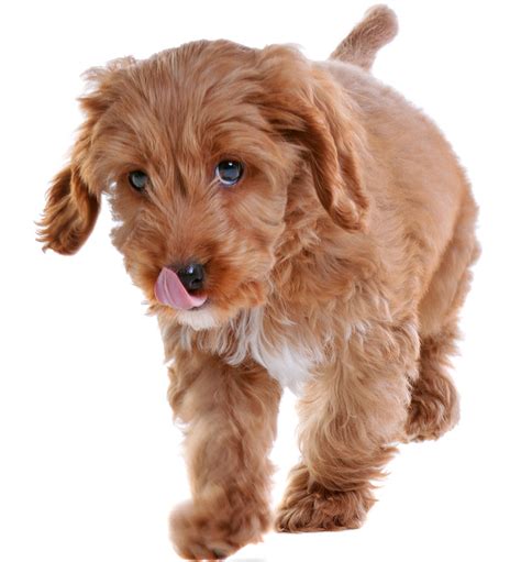 Cockapoo - A Guide To The Cocker Spaniel Poodle Mix Breed