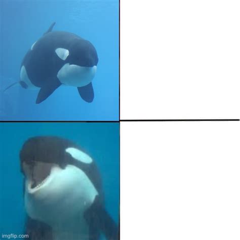 Orca Yes No Blank Template - Imgflip