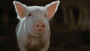 Wilbur | Charlotte's Web Wiki | Fandom