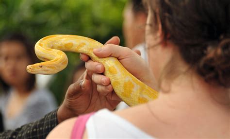 yellow python | Ilhamhakims | Flickr