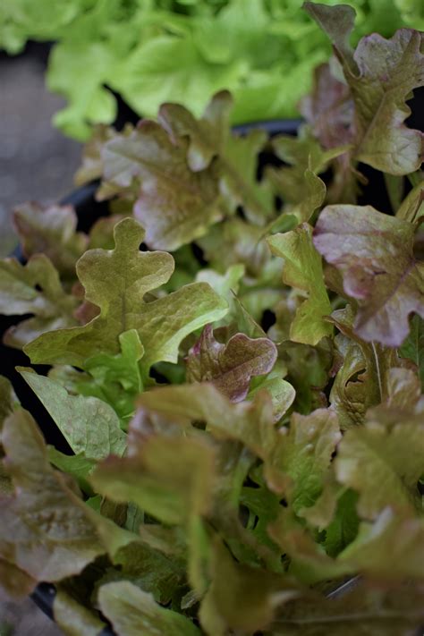 Salad Bowl Mix – Zoe Woodward Gardening