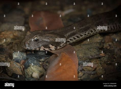 Elapid snake hi-res stock photography and images - Alamy