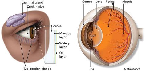 Basic Anatomy of the Eye | Eyecare Associates of New Orleans