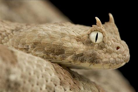 Horned Viper Snake Bite - Animals Around The Globe