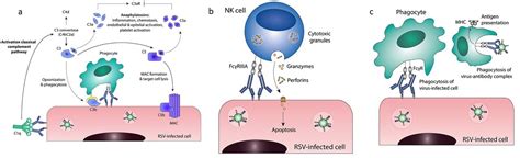 Antibodies 101: Fc Effector Functions