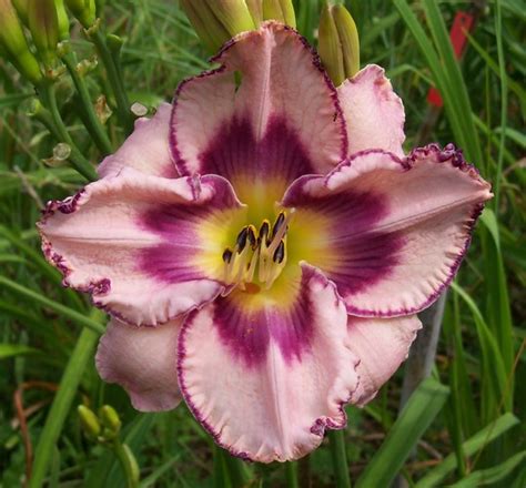 Daylily - 'Huckleberry Patch' : Grows on You