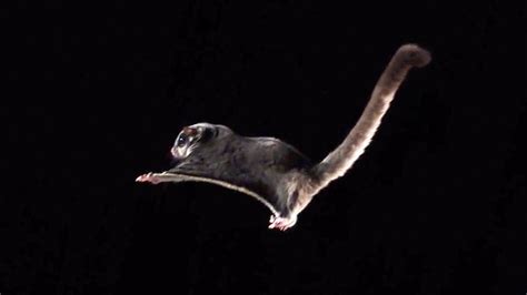 Cute Sugar Glider In Slow Motion | Earth Unplugged - YouTube