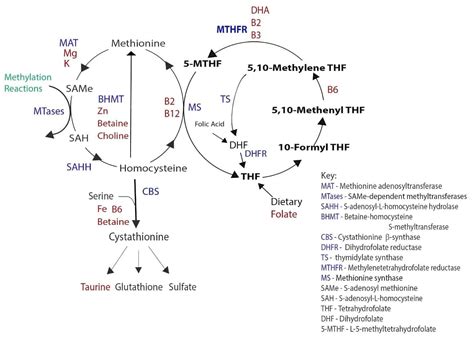 The Methylation Diet and MTHFR - BioIndividual Nutrition Institute by ...