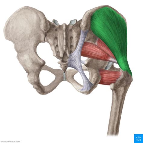 Pin on Musculus