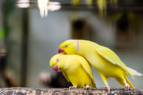 5 Fun Facts About Indian Ringneck Parakeets