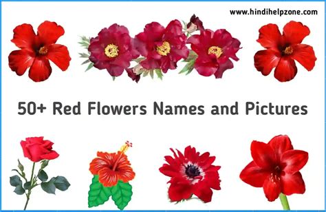 Flowers Name In Kannada And Hindi - Home Alqu