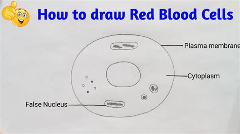 Red Blood Cell Diagram For Kids