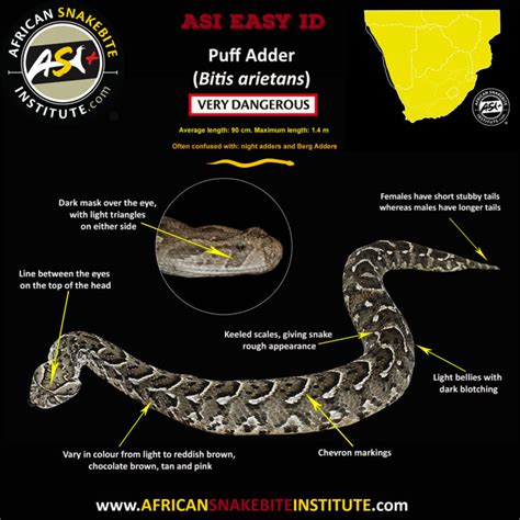 Snake Comparison - Common Night Adder vs Puff Adder - African Snakebite ...