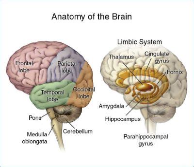 Broca's Area | Overview, Location & Function - Lesson | Study.com