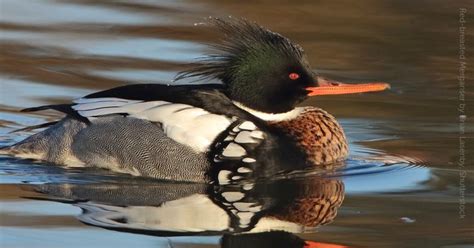 The handsome Red-breasted Merganser is a welcome sight along coastlines during the winter. This ...