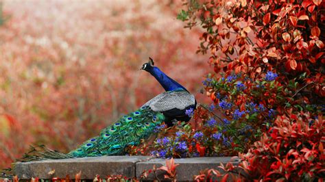 Download Flower Bird Animal Peacock HD Wallpaper