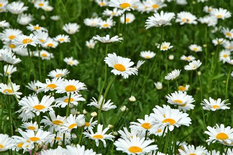 Yellow Canary Flowers: April Birth Flower: The Daisy