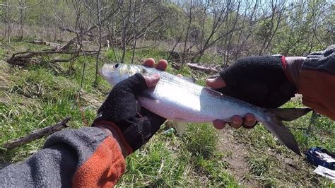 Hickory Shad Fishing in Washington, D.C. - YouTube