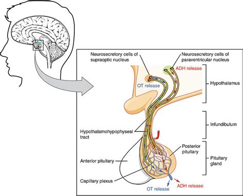 Relationship Between Hypothalamus and Pituitary Gland | Definition, Anatomy, Physiology