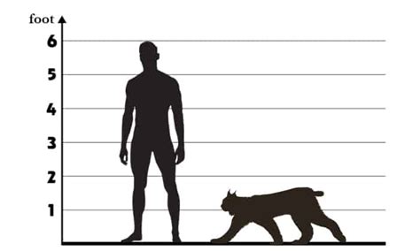 Bobcat Size Comparison: How Big Are Bobcats?