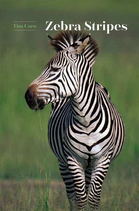 How did the zebra get its stripes? | New Scientist