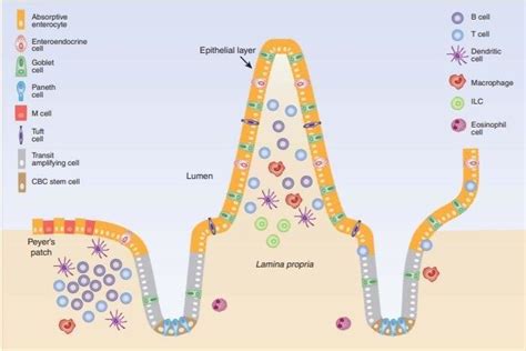 Schematic view of the intestinal epithelium and underlying immune ...