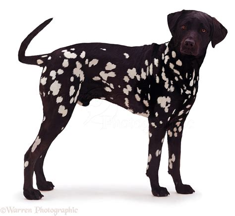 Dog: Inverse black Dalmatian photo WP04944