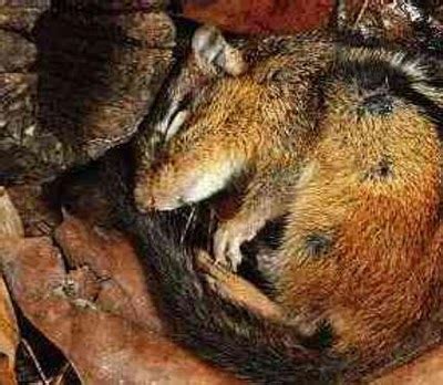 Where Do Squirrels Sleep? - Feeding Nature