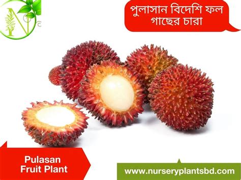 The Best Pulasan Fruit Tree Nursery Plants - 2024