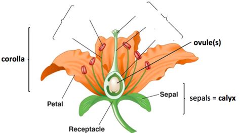 Bio: Plant Test: Flower Anatomy/Structure (carpel/stamen) Diagram | Quizlet