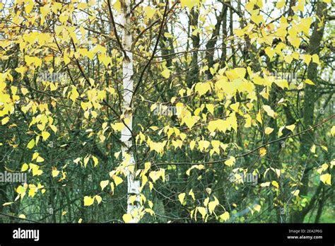 Autumn birch with yellow leaves Stock Photo - Alamy