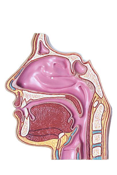 Human Nose Anatomy Diagram