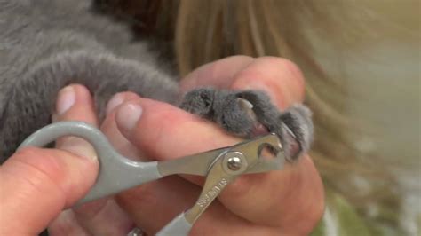 The Proper Way On How To Clip Your Cat’s Nail - Cat Lovers