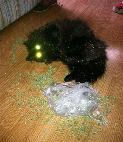 128 Times Cats Found Catnip, And Cat.exe Stopped Functioning | Bored Panda