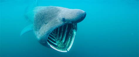3 Day Basking Shark & Wildlife Tour - Basking Shark Scotland