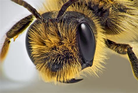 Bee closeup | Sound Bites | Bee, Insects, Bee keeping
