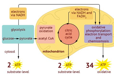 8.1 Essential ideas: 8.1.2 Cell respiration