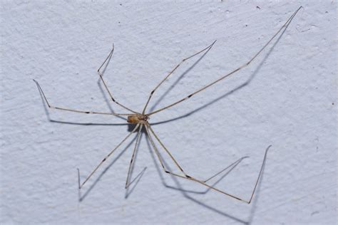 Daddy Long Leg Spider - These spiders are different to the original, they have very very long ...