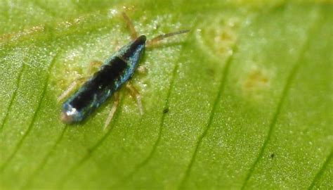 10 Tiny Black Bugs In The Bathroom (No Wings)