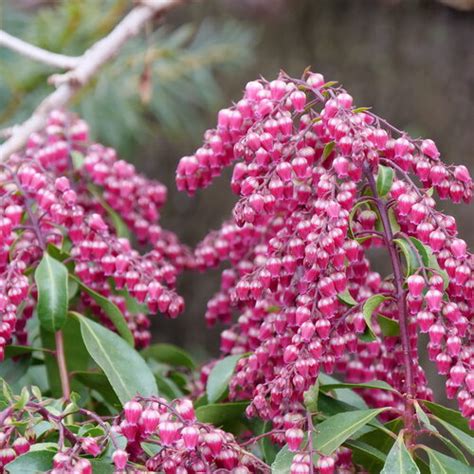 Interstella® - Lily of the Valley shrub - Pieris japonica | Proven Winners