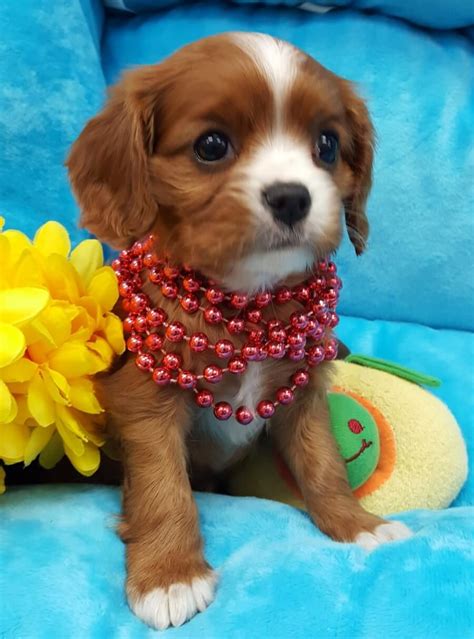 79+ Cavalier King Charles Spaniel Puppies For Adoption In California - l… | Cavalier king ...