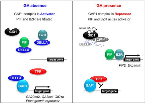 A Coactivator and Corepressor Model for GA Signaling. | Download ...