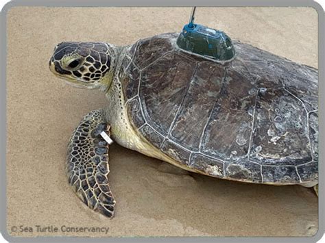 Sea Turtle Tracking: Active Sea Turtles