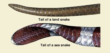 my interests - olive-brown sea snake