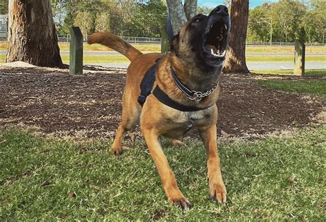 Belgian Malinois Dog Training | Dog Training Brisbane