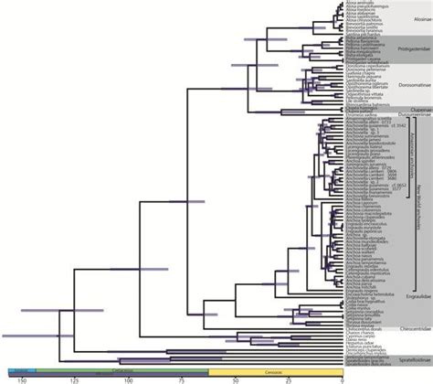 Time­calibrated clupeoid phylogeny resulting from Bayesian analysis of... | Download Scientific ...