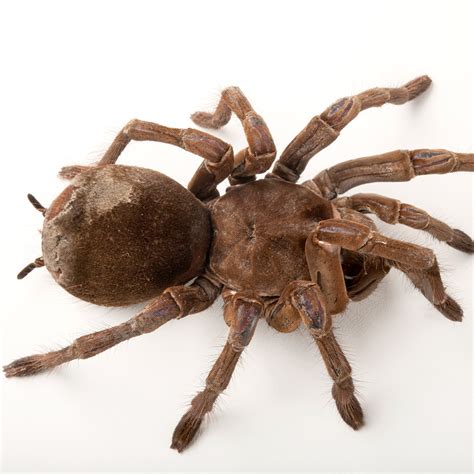 Goliath Birdeater Facts, 45% OFF | www.elevate.in